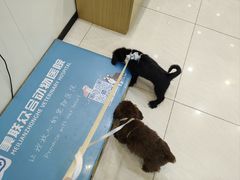 -美联众合动物医院·24h京西诊疗中心
