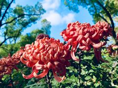 -上海共青森林公园