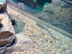 -帕帕拉兹宠物(亚洲旗舰店)