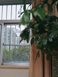 -上海华美医疗美容医院
