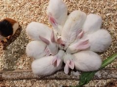 -绿色星球动物主题公园