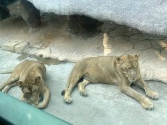 -北京野生动物园