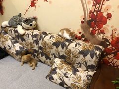 -大观园影院式足浴Spa店(沙坪坝店)