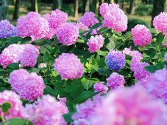 -共青国家森林公园-售票处