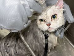 -集宠猫柠宠物生活馆