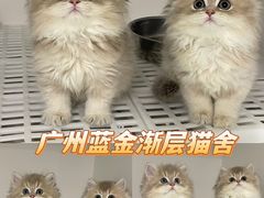 -lincat·猫舍(广州店)