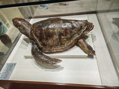 -青岛贝壳博物馆