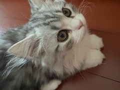 -小猫来了·猫咪专售(红山六九七九店)