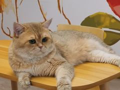 -柴迷FANS CLUB·柴犬狗咖·猫咖