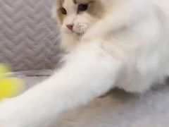 -萌兽医馆·眼科·异宠专科(三里屯店)