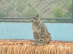 -青藏高原野生动物园