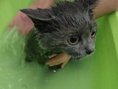 -BABIT巴比特宠物(MOMOPARK店)