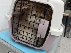-四月宠物医院·猫专科·心脏专科·内科(转塘店)