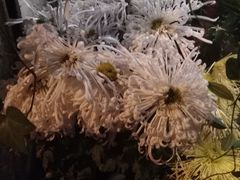 -静岸花卉园艺(三星坊店)