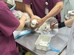 -纳吉亚猫专科动物医院博雅分院