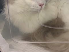 -纳吉亚猫专科动物医院·北北分院