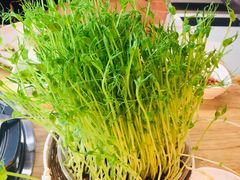 鲜豆苗-好彩猪肚鸡(正弘城店)