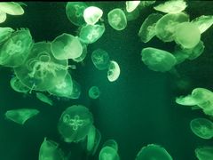 -成都浩海立方海洋公园