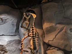 -Zoolung Zoolung动物主题公园(海信广场店)