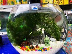-曲阳花鸟市场(曲阳路店)