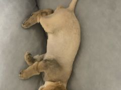 -达爱动物医院·犬猫分区·CT·复杂眼科(远洋山水分院)