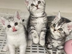 -lincat·猫舍(广州店)