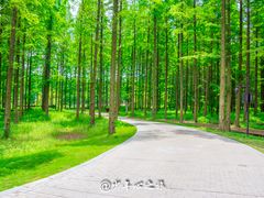 -黄海国家森林公园