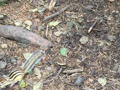 -五营红松林海景区