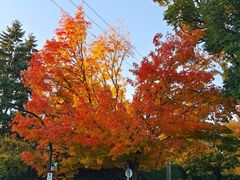 -长白岛森林公园