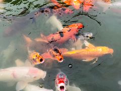 -南湖梦幻岛