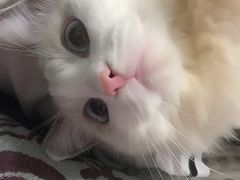 -Bastet sally猫舍购宠(静安店)