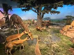 -国家自然博物馆