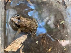 -碓臼峪自然风景区