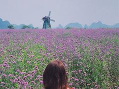 -会仙湿地