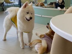 -怪兽屋·羊驼·猫咖·狗咖(俊华广场店)