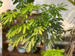 -自由生长植物工作室(深港花卉中心店)