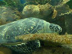 -上海海洋水族馆