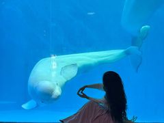 -海合安成都极地海洋公园