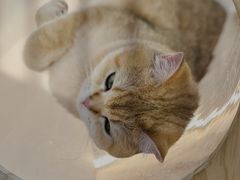 -COLOR PETS 撸猫馆·购猫·猫咖(长风大悦城店)