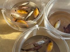-铭轩中餐厅·海南菜·粤菜(亚龙湾瑞吉店)
