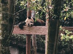 -中国大熊猫保护研究中心雅安碧峰峡基地