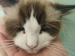 -怪兽屋·羊驼·猫咖·狗咖(俊华广场店)
