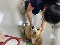 -瑞鹏宠物医院·眼科·皮肤·中兽医(大悦城分院)