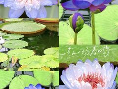 -国家植物园南园