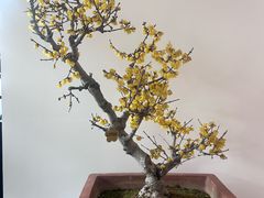 -无锡梅园公园