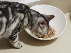 -lincat·猫舍(广州店)