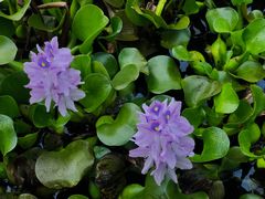 -白鹭湾湿地公园