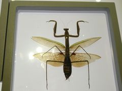 -上海昆虫博物馆