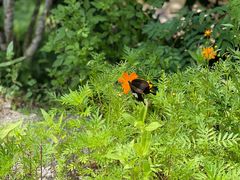 -广东罗浮山风景名胜区