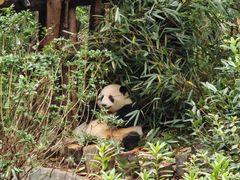 -成都大熊猫繁育研究基地